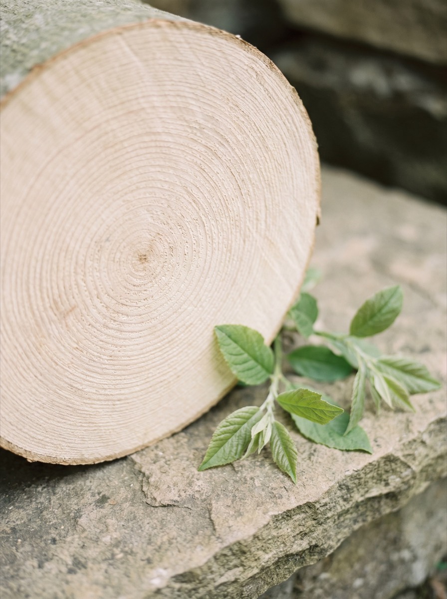 Cut pale wood with young leaves